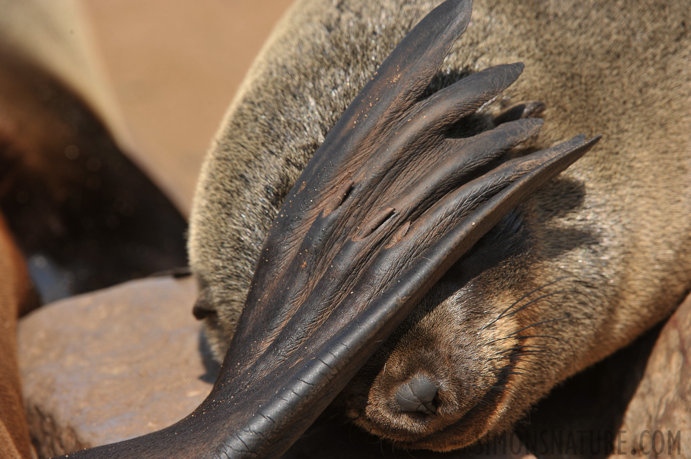 Arctocephalus pusillus pusillus [330 mm, 1/200 sec at f / 10, ISO 200]